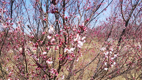 公園で散歩