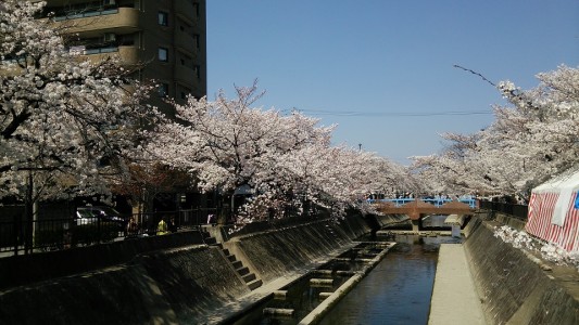 一宮・大江川の桜