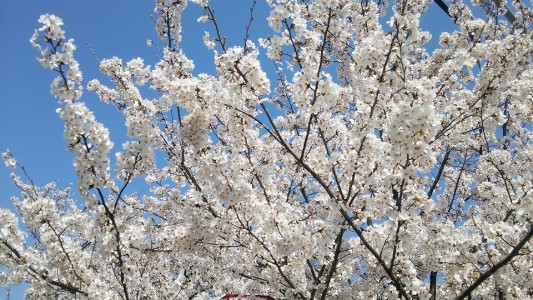 お花見に行ってきましたが・・・