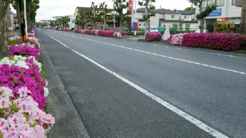 つつじの花