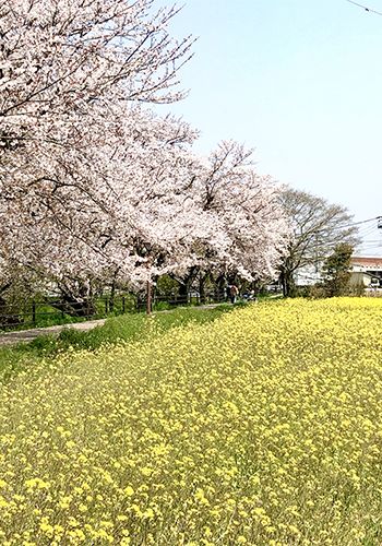 桜並木のイメージ