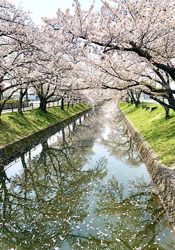 桜並木のイメージ