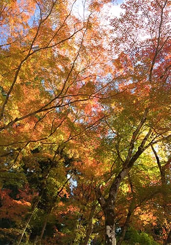 紅葉のイメージ