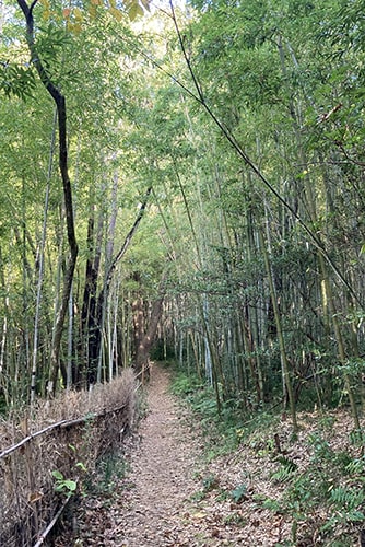 中島池の竹林イメージ