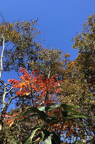 紅葉のイメージ