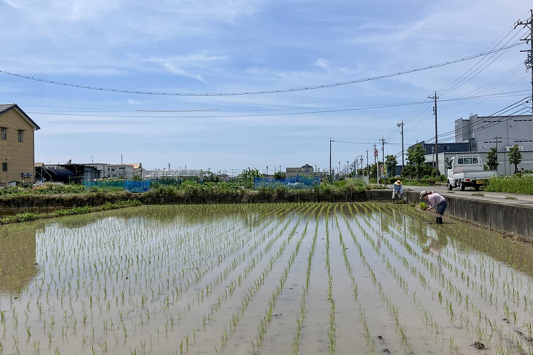 田植えをしました！農業体験記