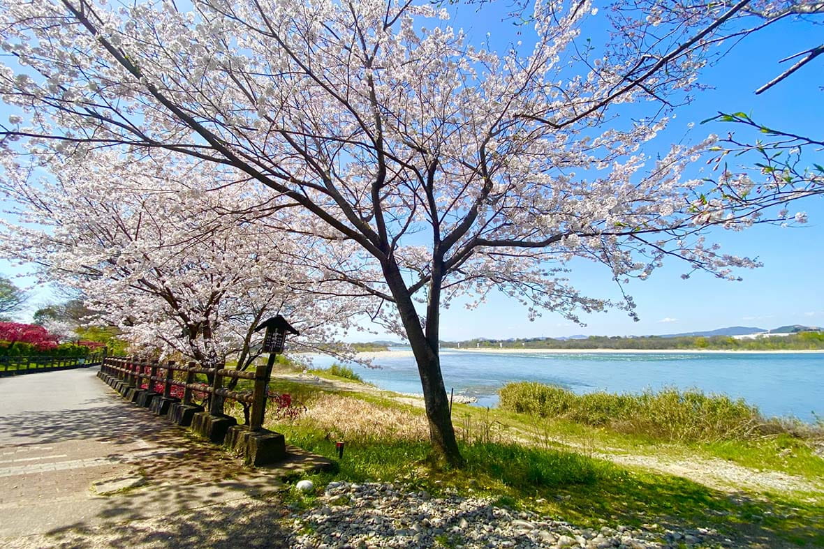春の木曽川扶桑緑地公園