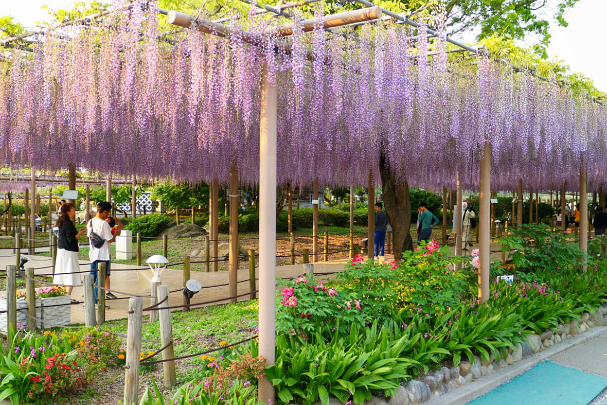 藤まつりのイメージ