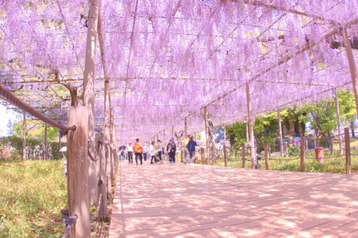 江南藤まつりのイメージ